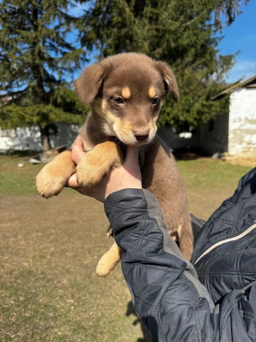 Віддам цуценят невеликої собачки .Миргород