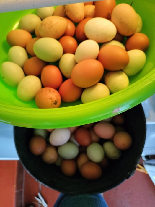 Ovos caseiros de galinha ao ar livre