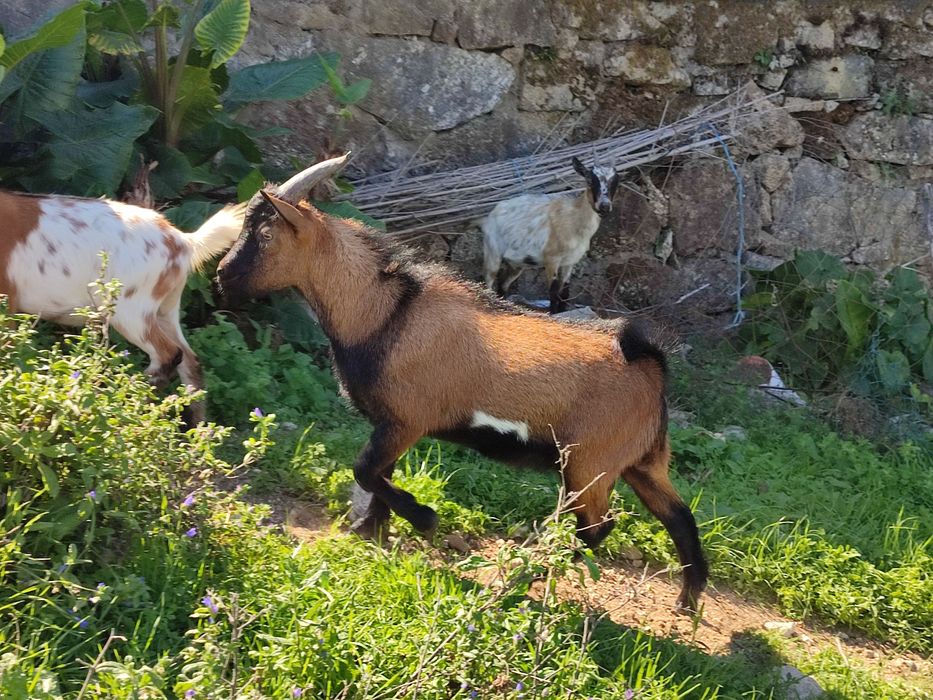 Cabrito Anão com 8 Meses
