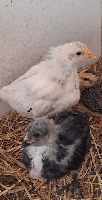 (Genes de ovos verdes)  Olive egger
