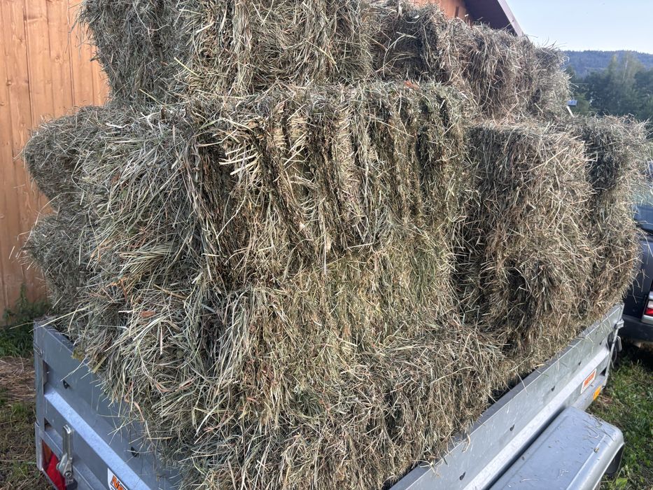 Siano kostki drugi pokos 2025