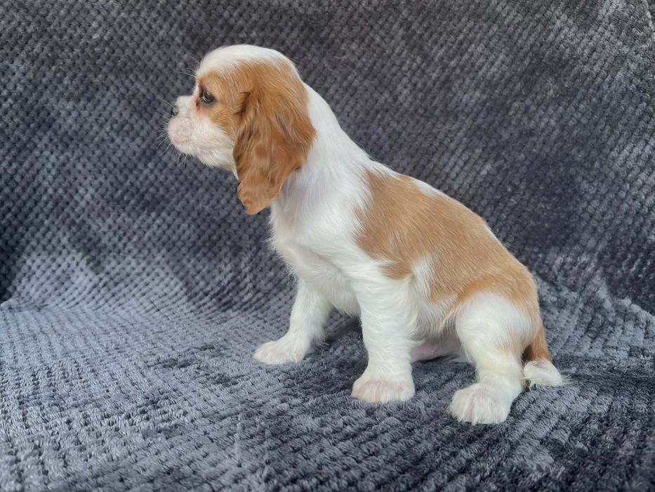Cavalier King charles spaniel  piesek