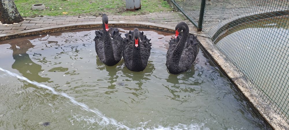 Cisnes pretos adultos