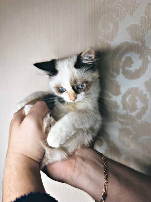 Сноу-шу , тайские котики , сиамские/регдолы