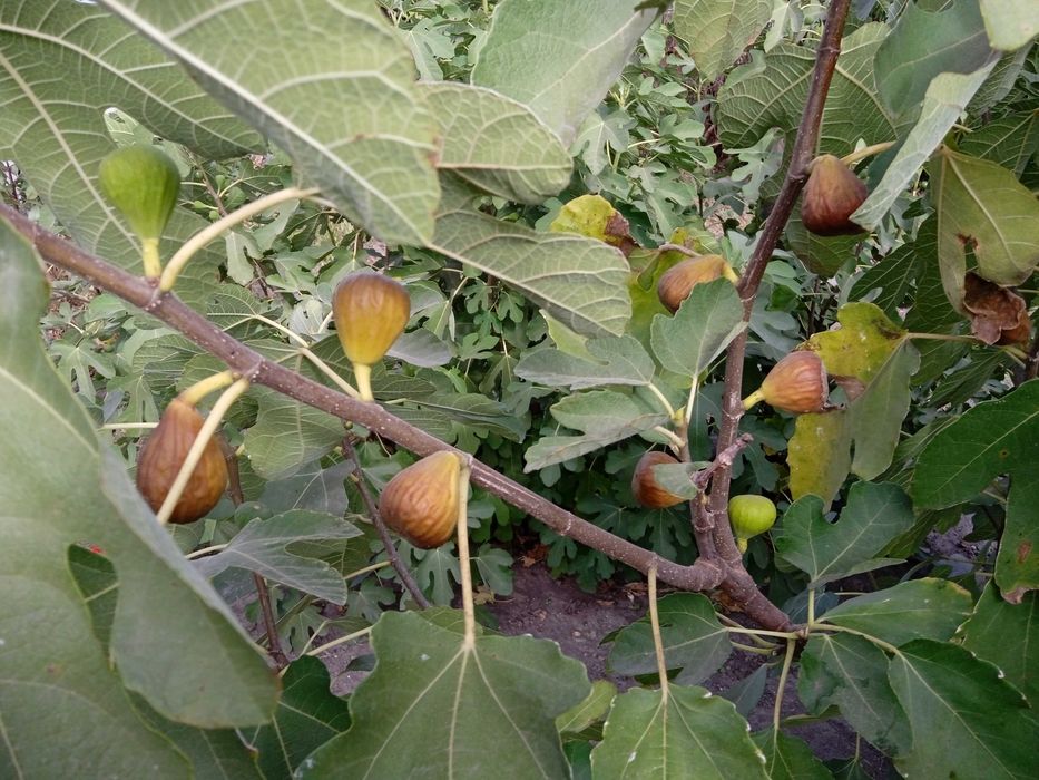 Продам  живці інжиру Турецький коричневий