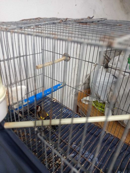 Pássaros para venda