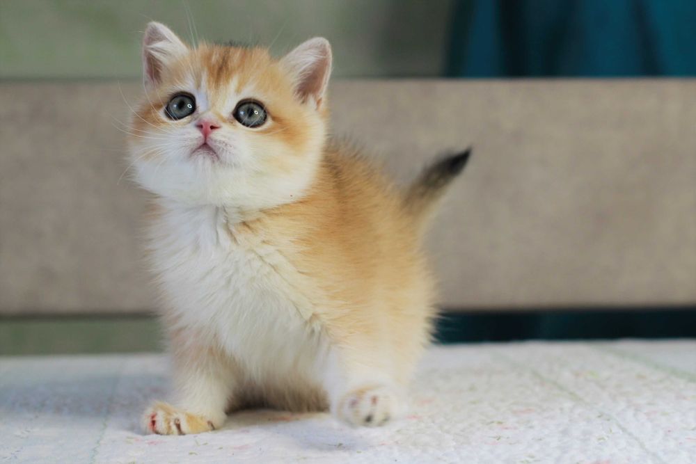 Милий британський хлопчик