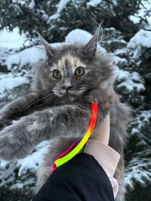 Остання з виводку Кішечка мейн кун Зі всіма документами та обробками