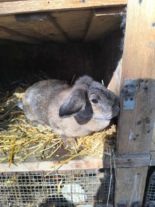 Króliki samice mieszance