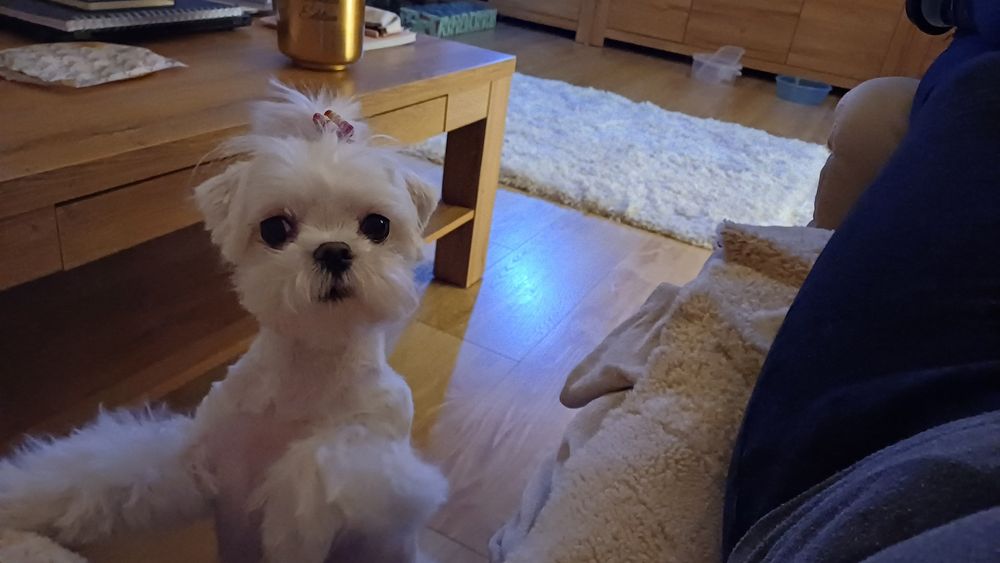 Maltańczyk miniaturka  sunia