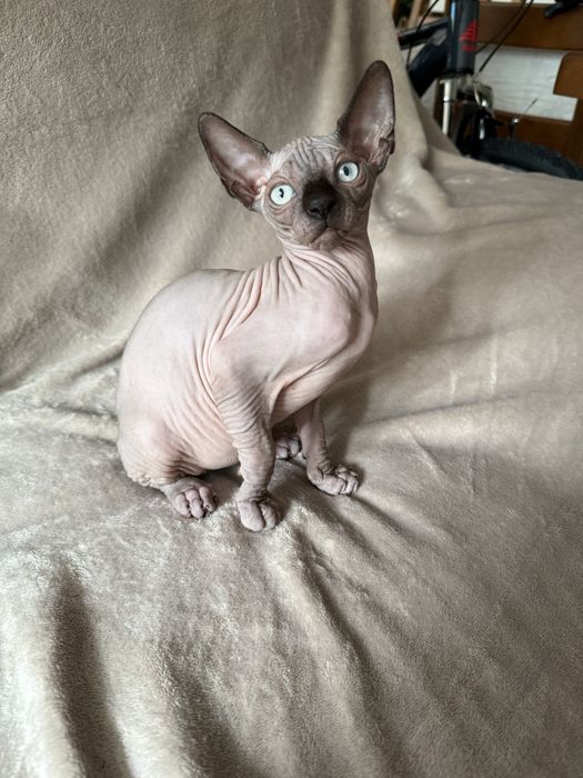 Gatinho sphynx canadiano