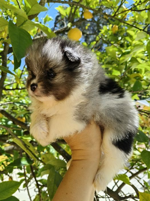 Spitz alemão menino Merle