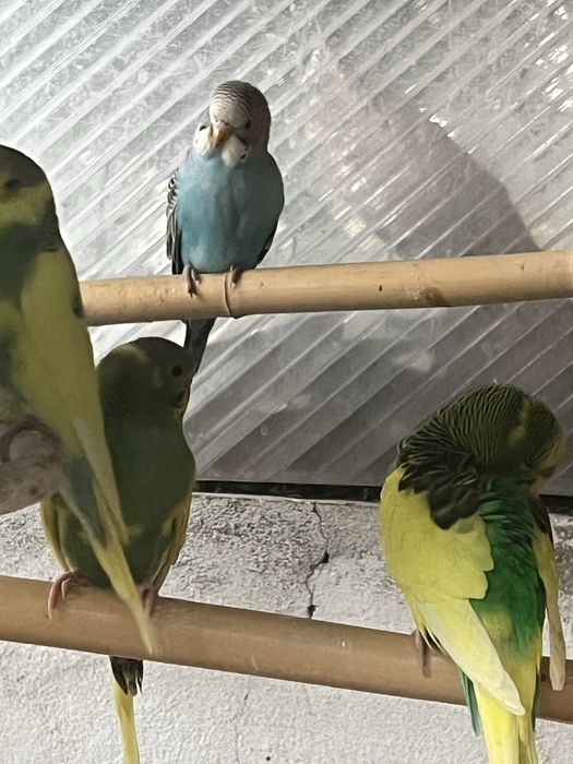 Varios piriquitos para venda