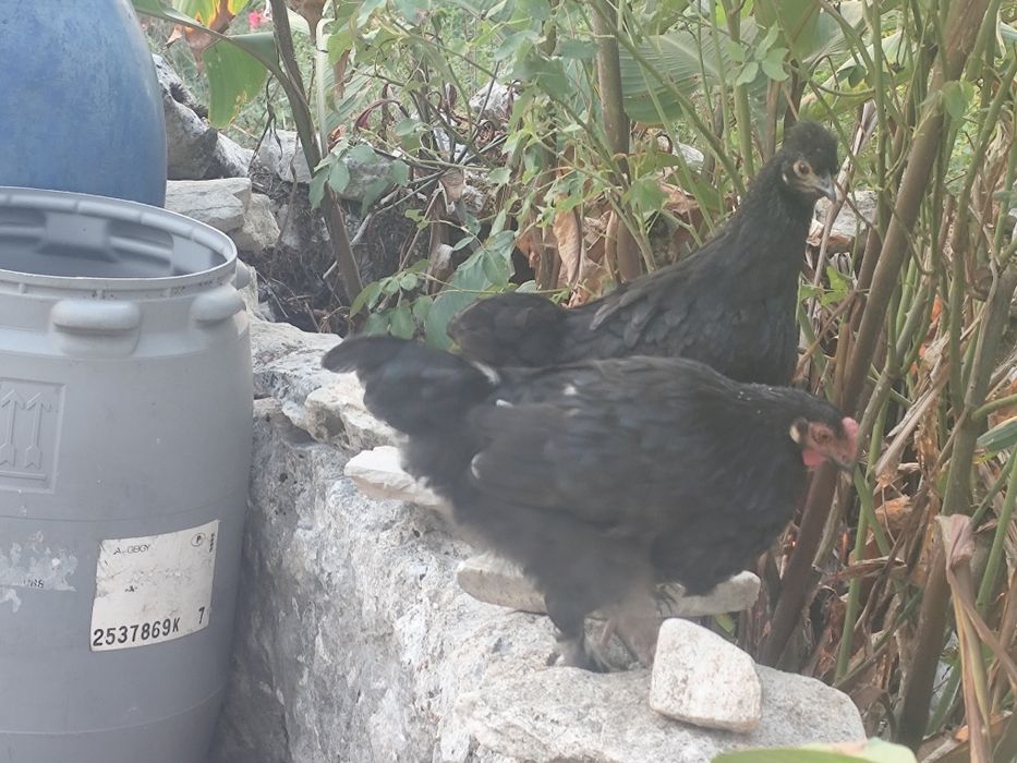 Galinhas coquichos cruzadas