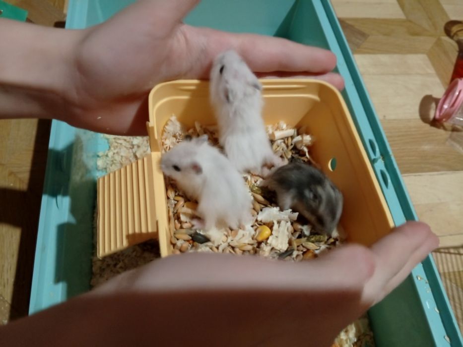 Джунгарский хомяк