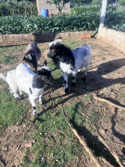 cabras micro anas macho