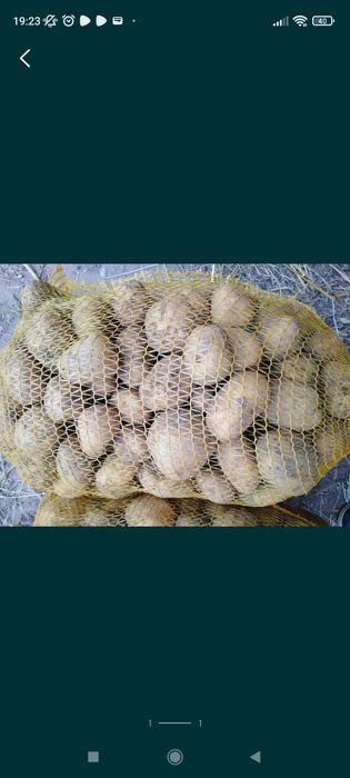 Ziemniaki Odmiana Michalina i Jurek