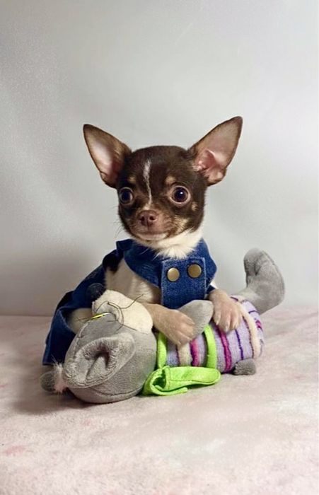 Солодкий малюк міні чихуахуа