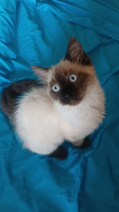 Невська маскарадна кошенята бронь