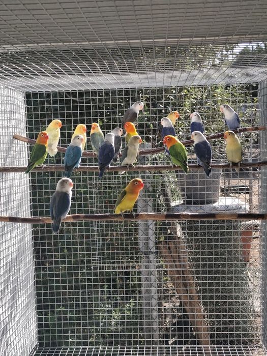 Agapornis Fischeris opalinos