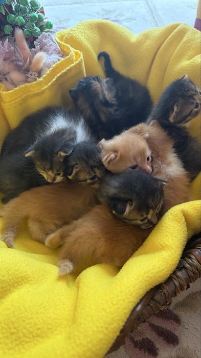 Котики в добрі руки