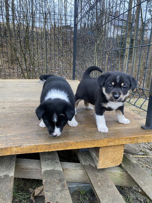 Szczeniaki Border collie oddam !