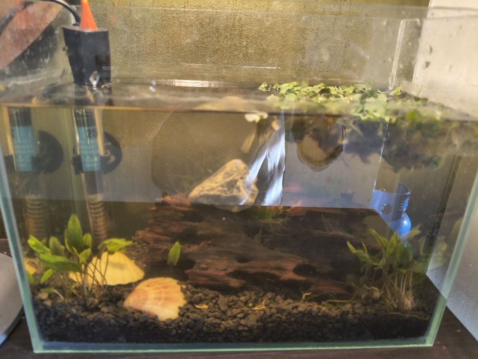 Akwarium dla Bojownika