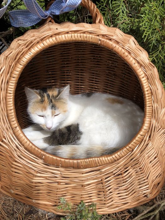 Zaginęła kotka we wsi Tomczyn