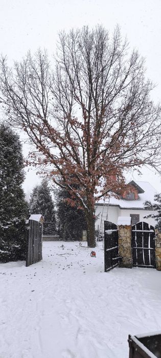 Wycinka i pielęgnacja drzew,  szybka realizacja, zabieramy gałęzie