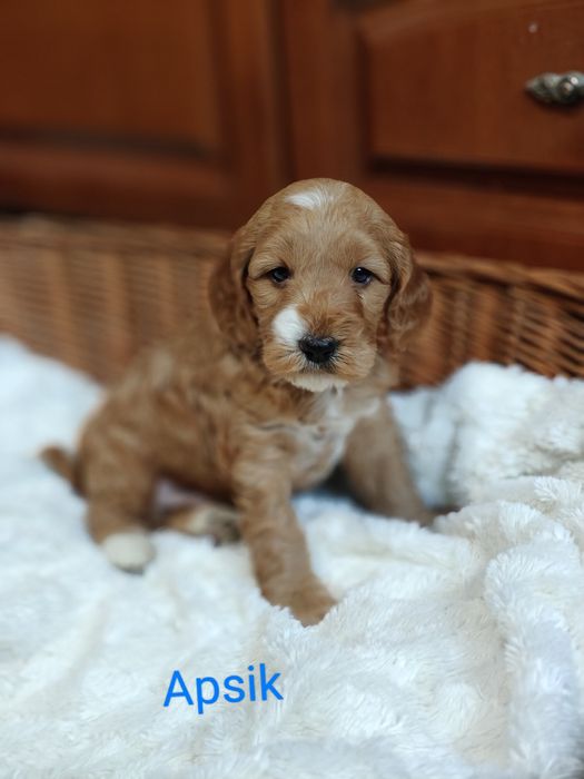 Cockapoo.Chłopczyk Apsik.Hybryda.Cocker spaniel angielski/Pudel miniat
