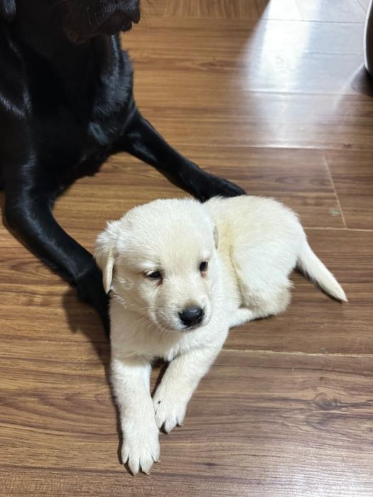 Цуценята Лабрадора