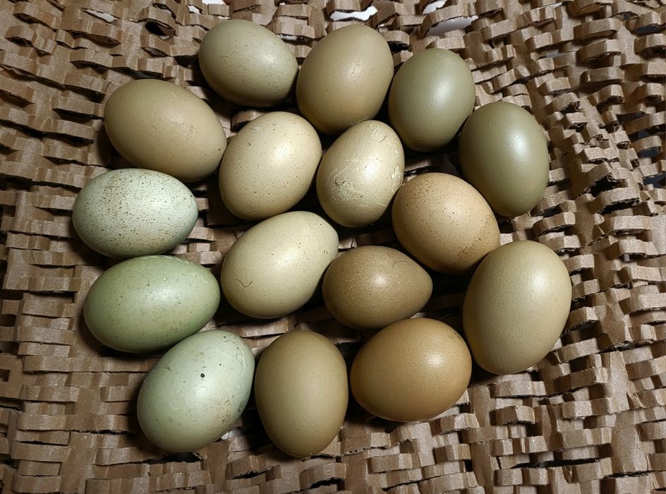 Moss egger i olive egger kury ozdobne zielone jajko dobre nioski
