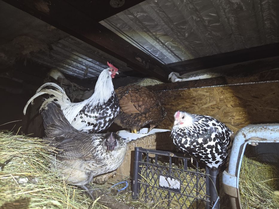 Пара гамбурських курей півень і курка.