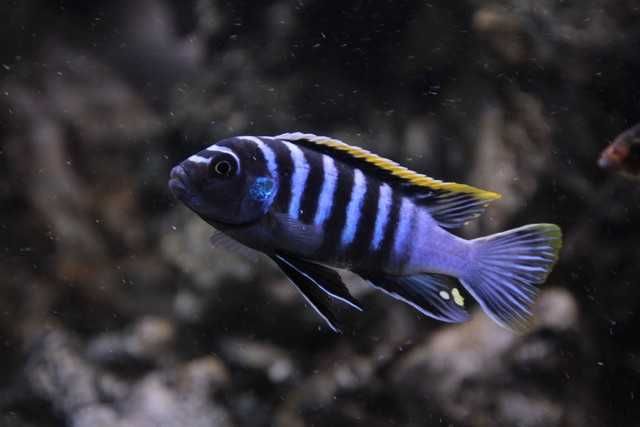Cynotilapia Zebroides MACHO