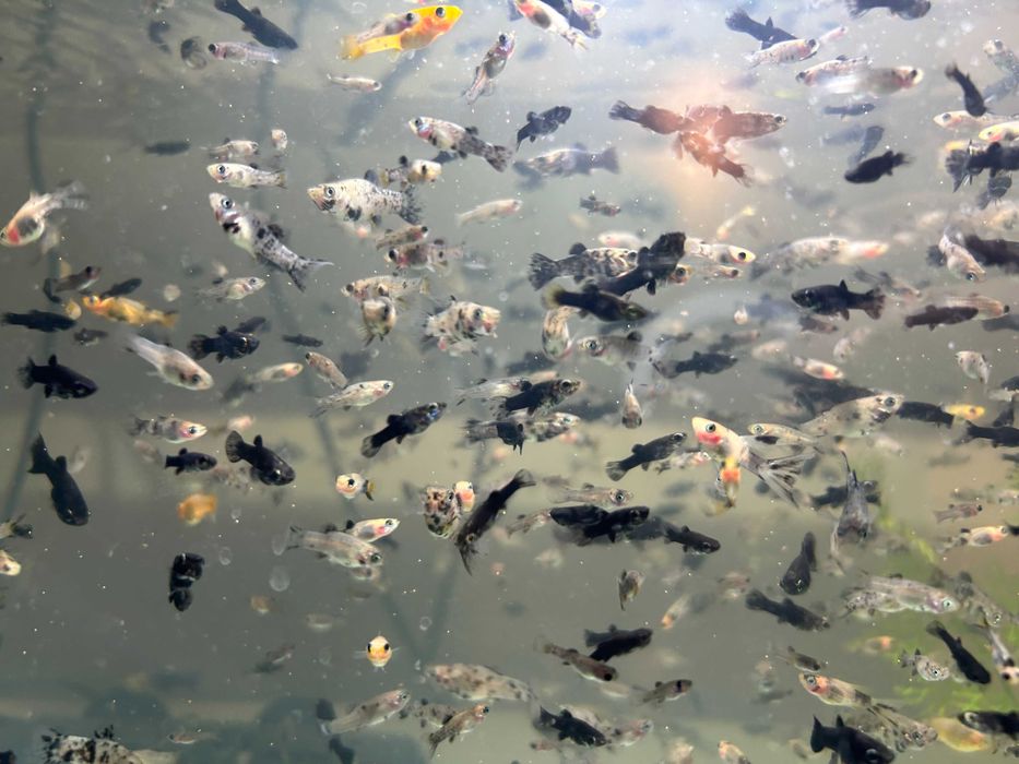 Zamienię/Sprzedam Molinezje mix