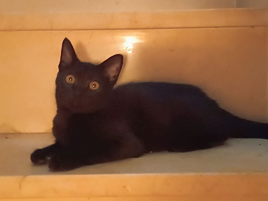 Gatinho macho, com 4 meses, para adoção.