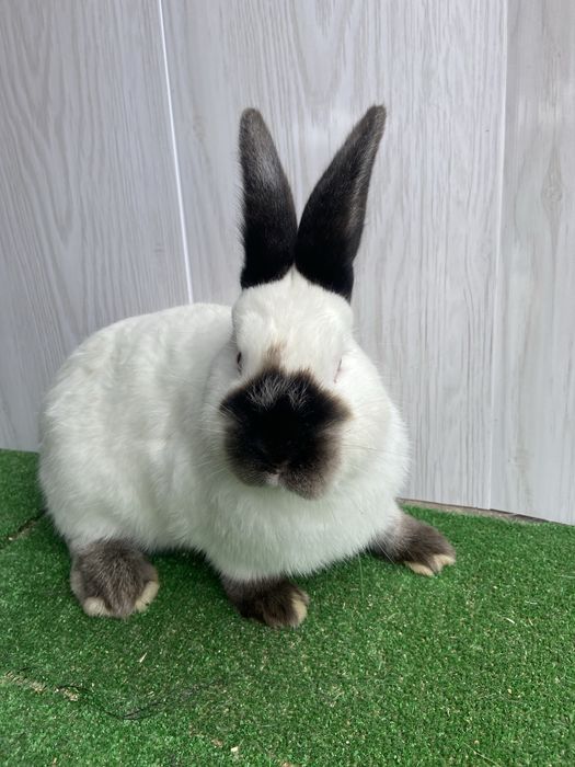 Каліфорнія різного віку