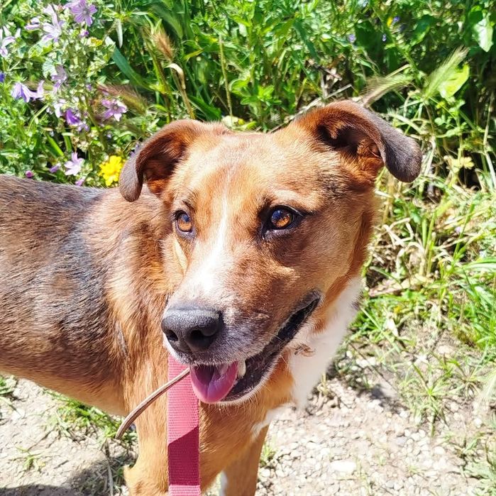 Dobbie - cão médio para adoção