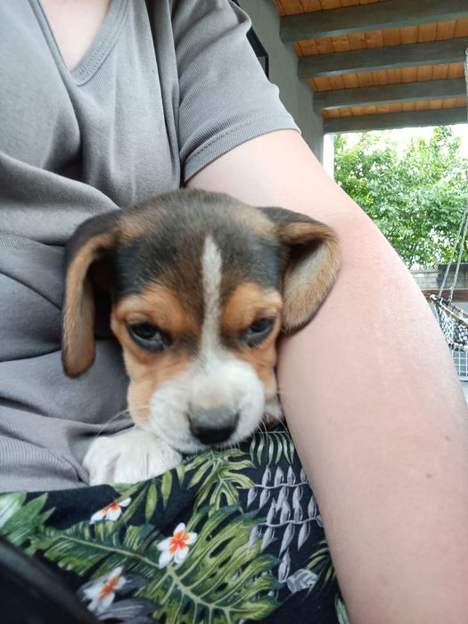 Szczeniak Beagle tricolor