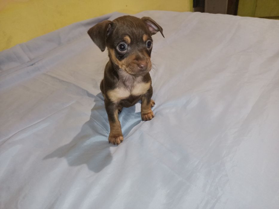 Той тер'єр дівчинка світлий шоколад шукає собі теплу, родину