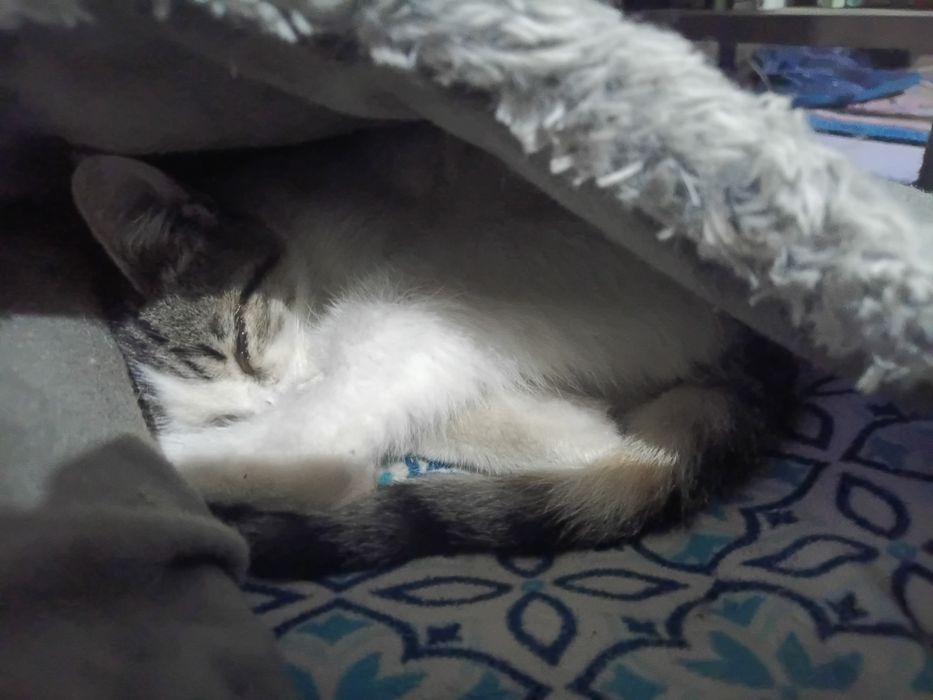 Gatinha para adoção responsável