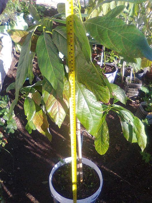 Abacateiros - árvores