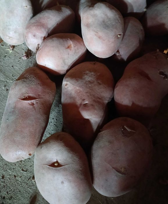 Batatas vermelhas