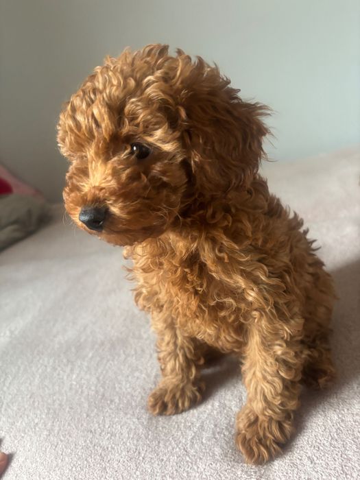 Pudel Toy Red Suczka 11-tyg