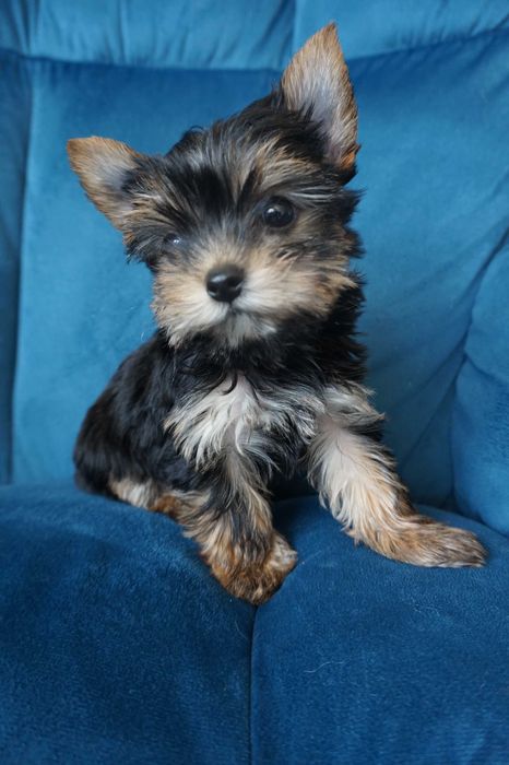 Piesek Yorkshire Terrier