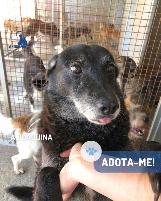 Joaquina - cadela senior para adoção