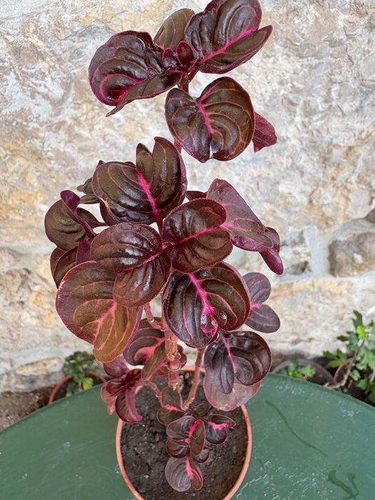 Iresine herbstil 2€