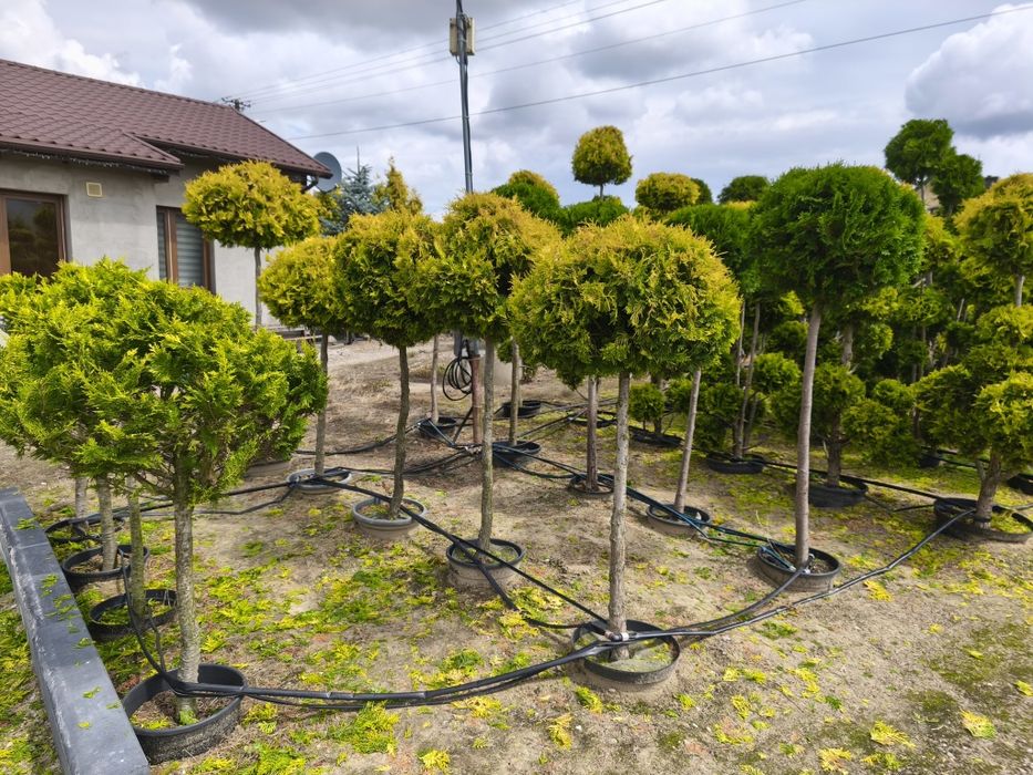 Bonsai tuja szmaragd formowana w kulę