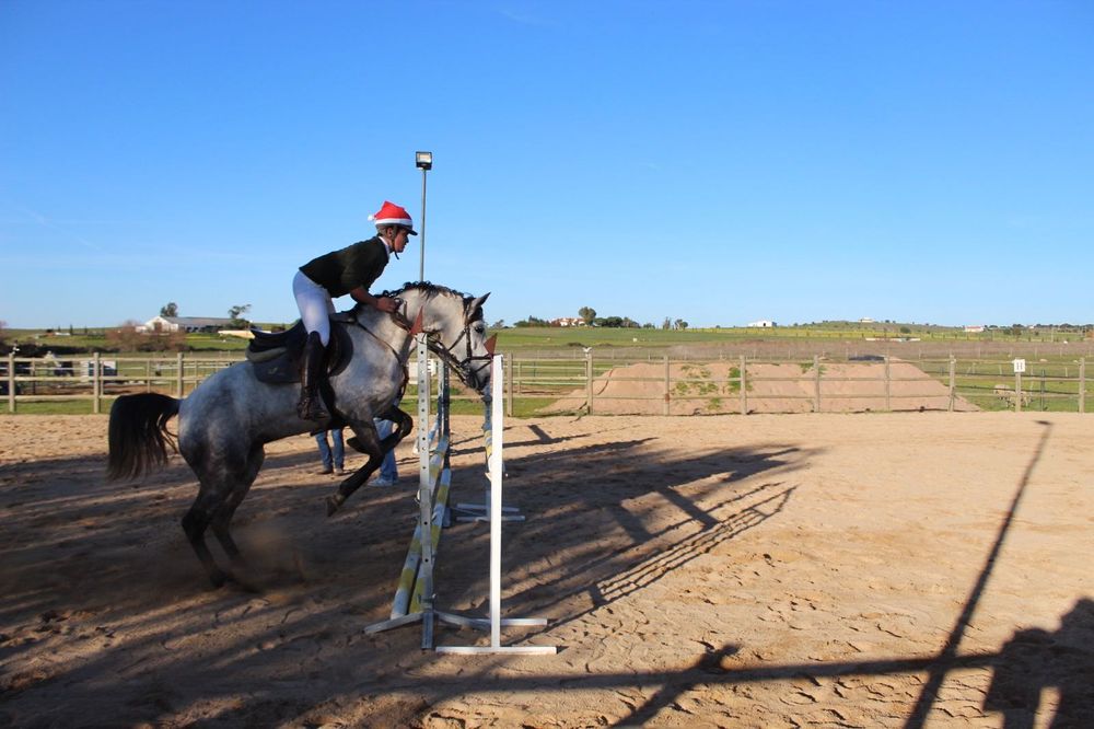 Égua cruzada com 7 anos
