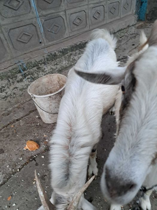 Продам полодых коз цапика